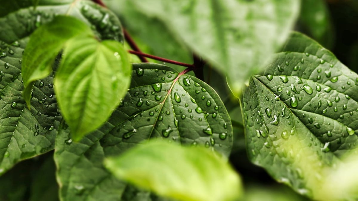 New Study Reveals How Leaves