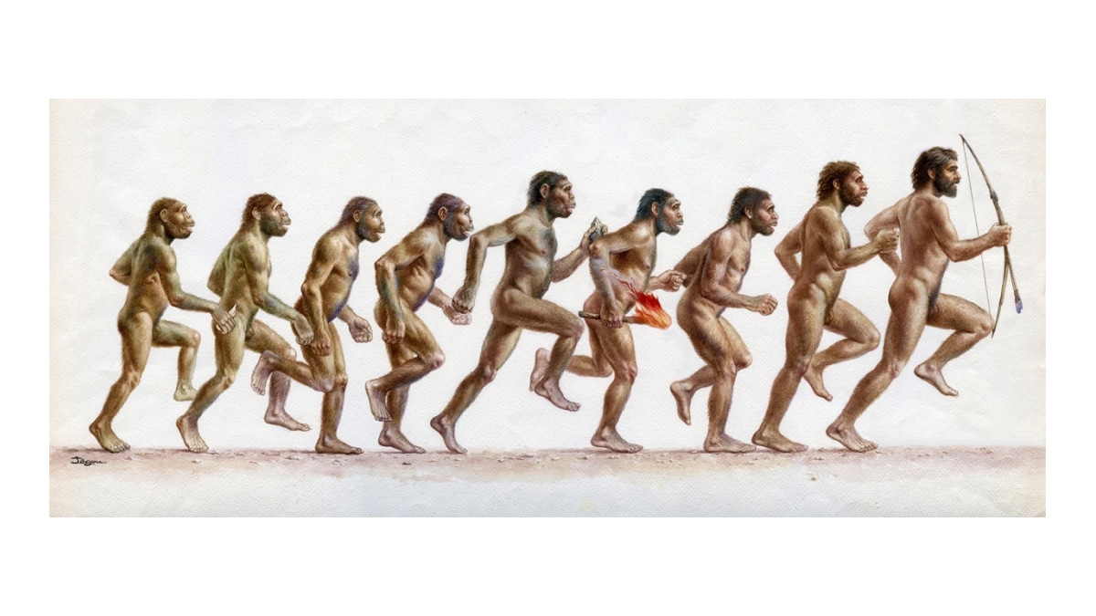 Australopithecus Afarensis