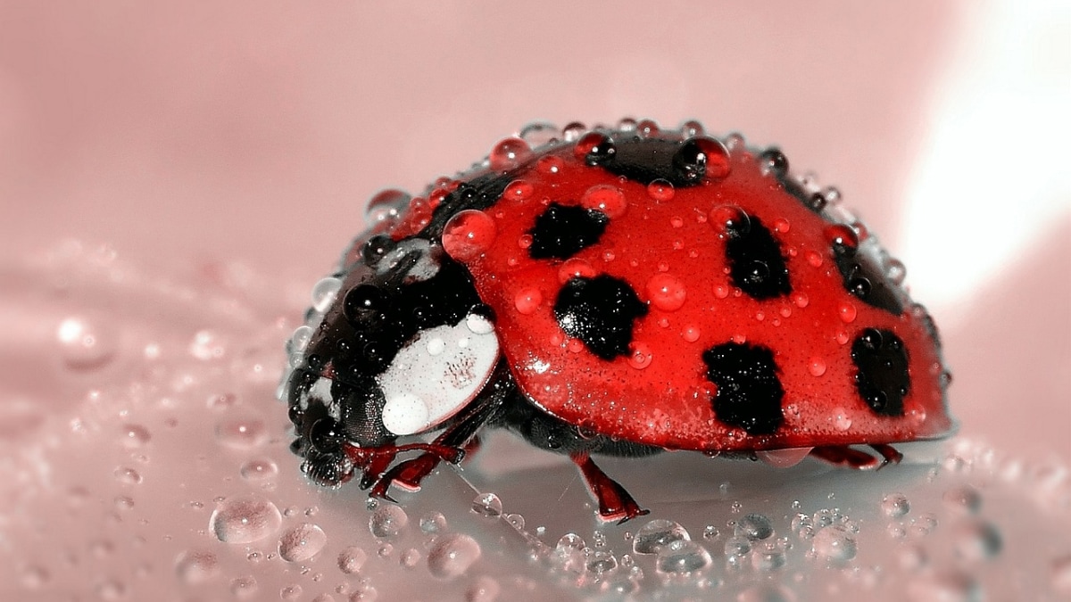 American Burying Beetle Experiences Population Rise in Nebraska