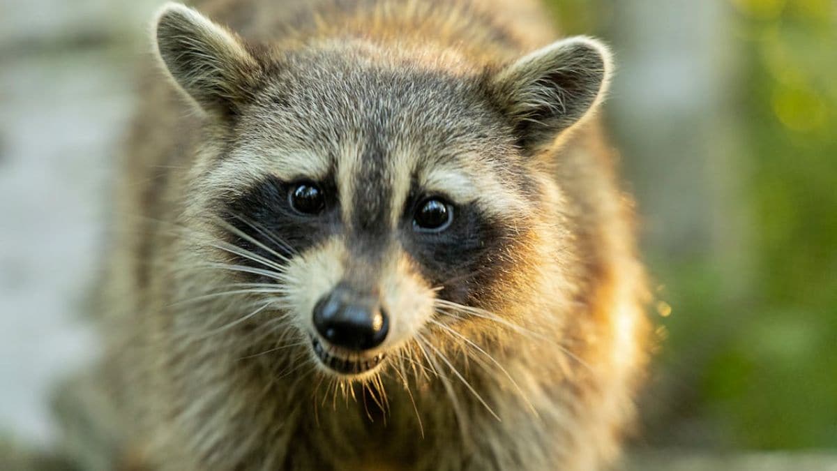 Small Carnivores Were Crucial for Early Levant Diets, Claims New Study