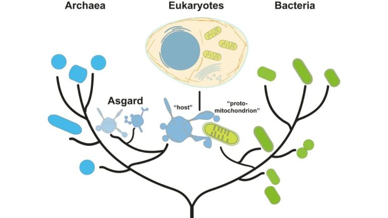 Asgard Archaea May Hold the Key to the Origins of Eukaryotic Life, New Study Suggests