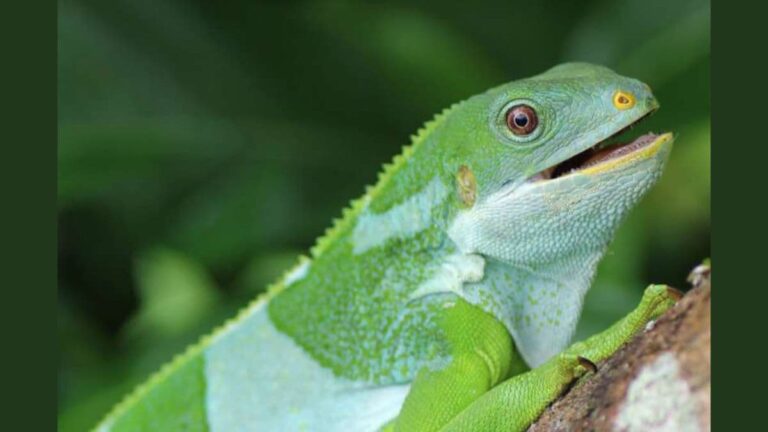 Iguanas Travelled 5,000 Miles to Fiji on Rafts 34 Million Years Ago