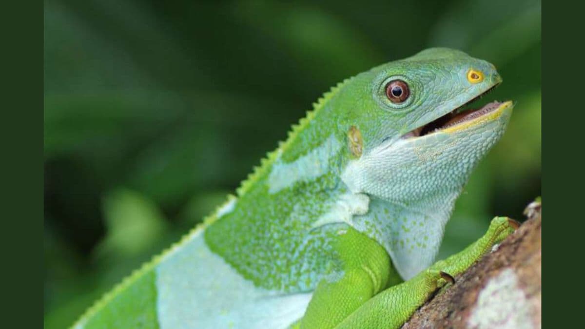 Iguanas Travelled 5,000 Miles to Fiji on Rafts 34 Million Years Ago