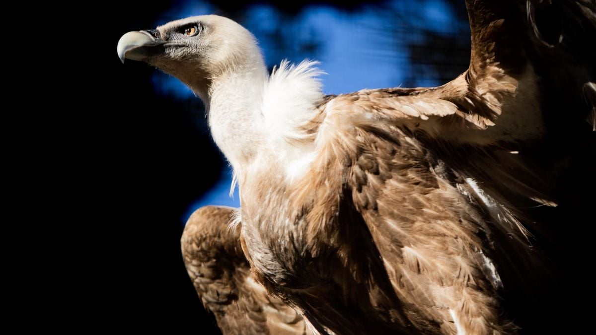 30,000-Year-Old Vulture Feathers Discovered, Uniquely Preserved in Volcanic Ash