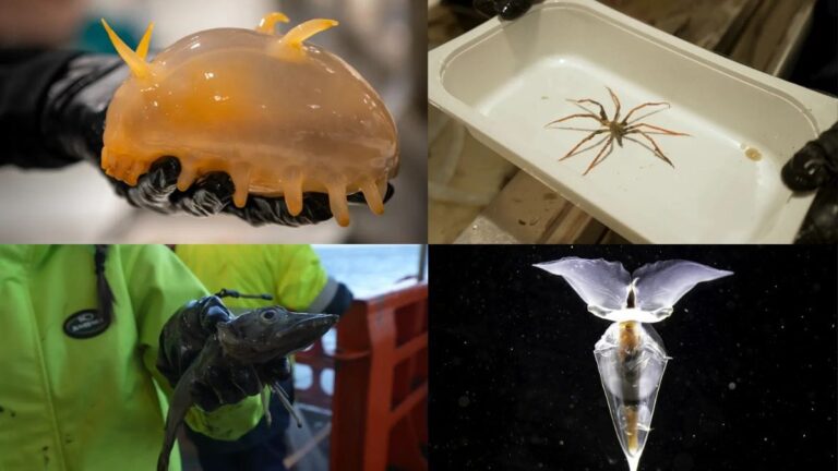 Scientists Reportedly Discover New Species of Marine Life on the Antarctic Ocean Floor