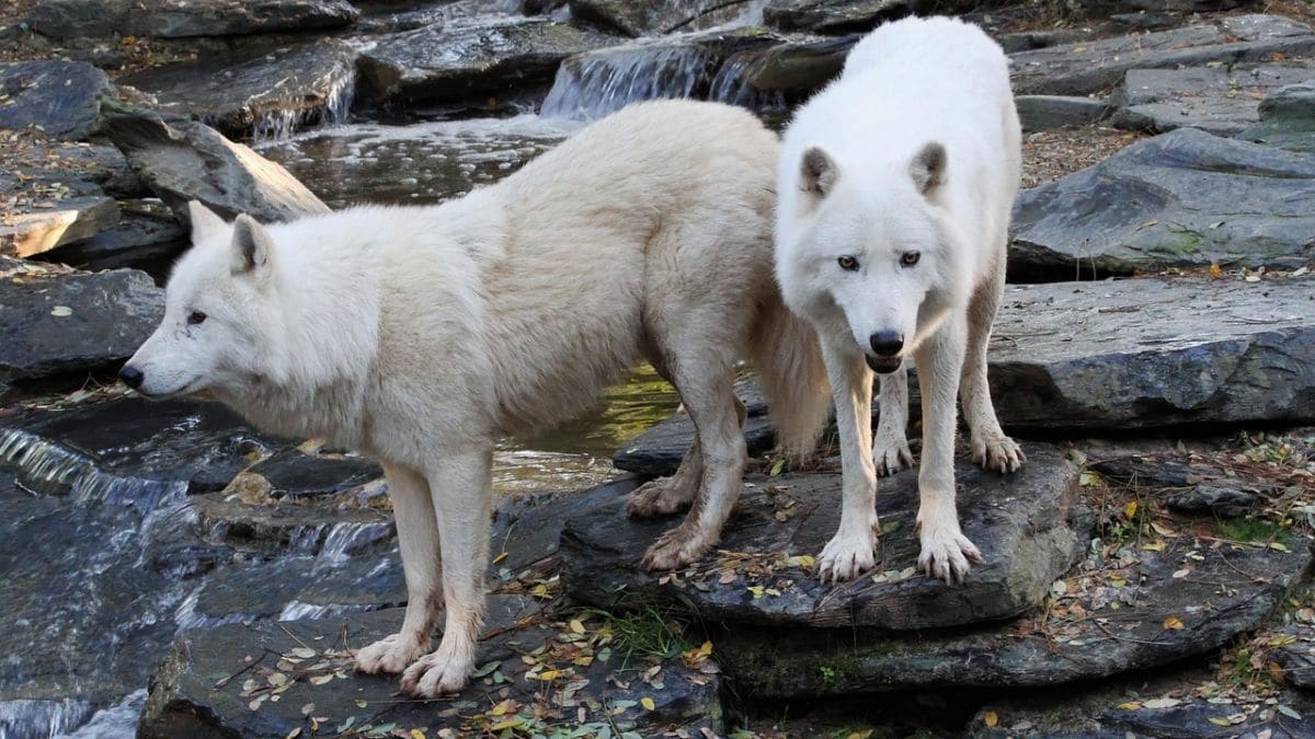 Scientists Revive Dire Wolves Using Ancient DNA and Modern Gene Editing