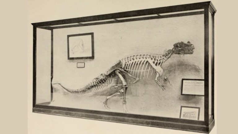 444-Million-Year-Old Inside-Out Fossil Without Head And Legs Found In South Africa