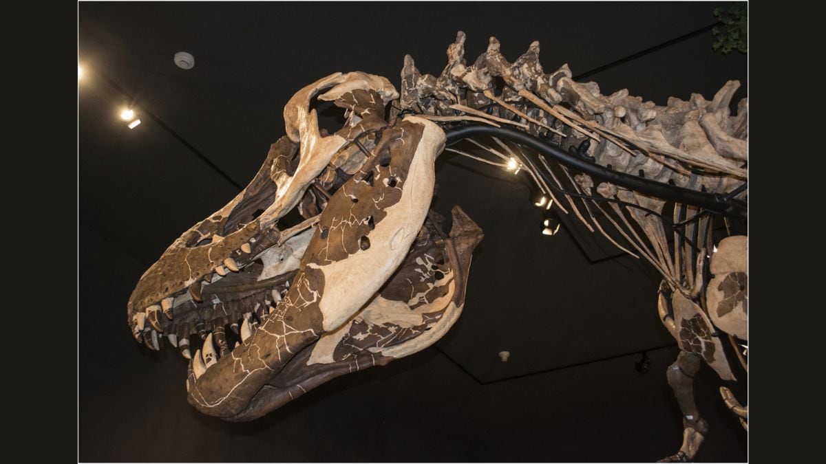 Tyrannosaurus Rex Fossils Are Being Horded by Private Buyers, Study Claims