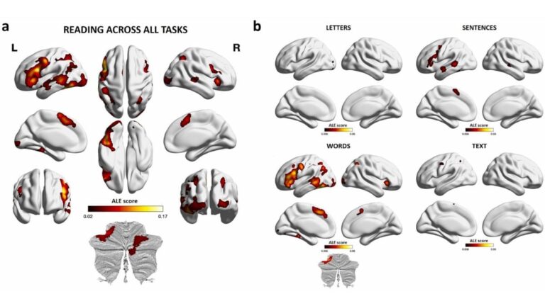 What Happens in Your Brain When You Read? New Study Maps the Reading Mind