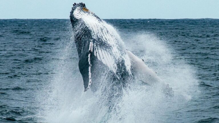 NASA Spots Plankton Swarms from Space to Help Save North Atlantic Right Whales