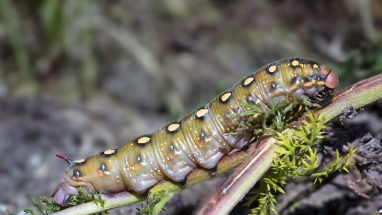 Strange New Worm Found Off Spain’s Coast Can Shrinks to One-Fifth Its Size