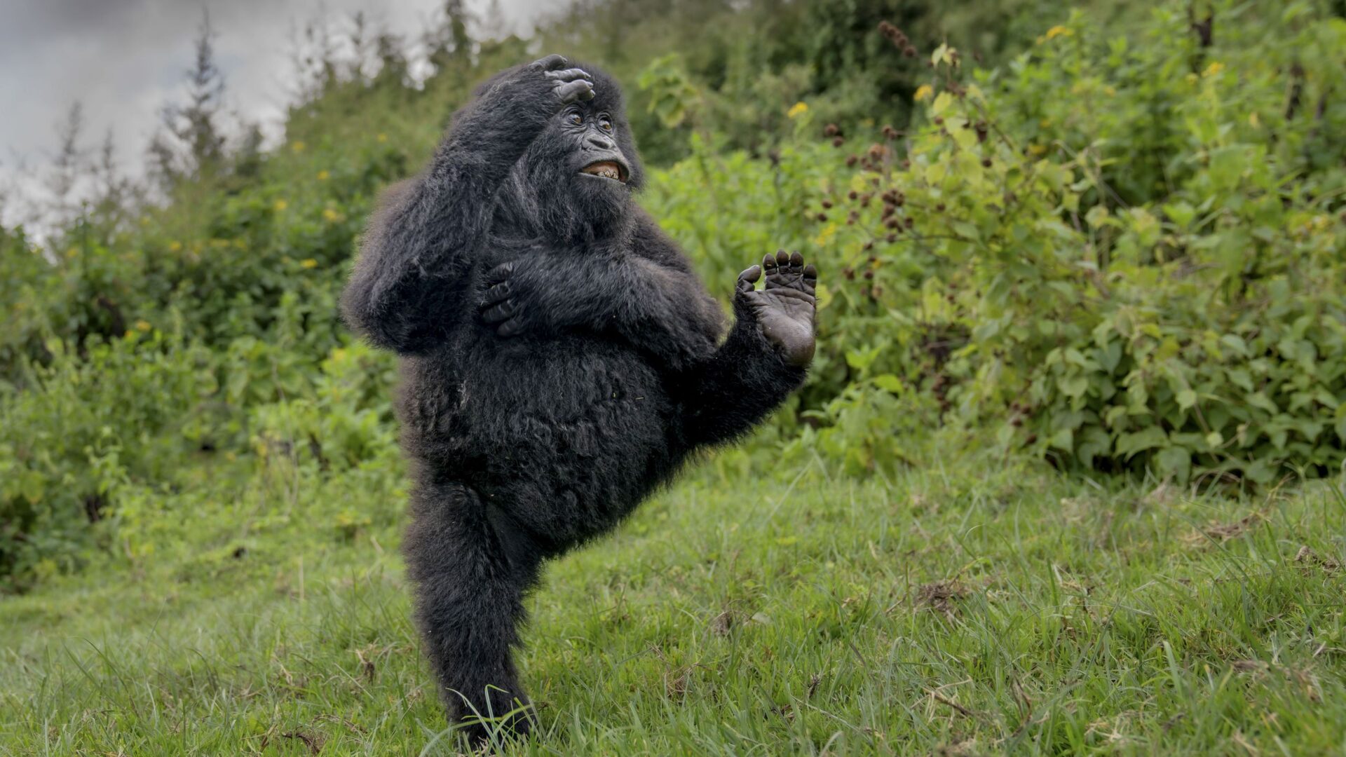 Comedy Wildlife Awards 2025 winners announced — here are the hilarious winning photos
