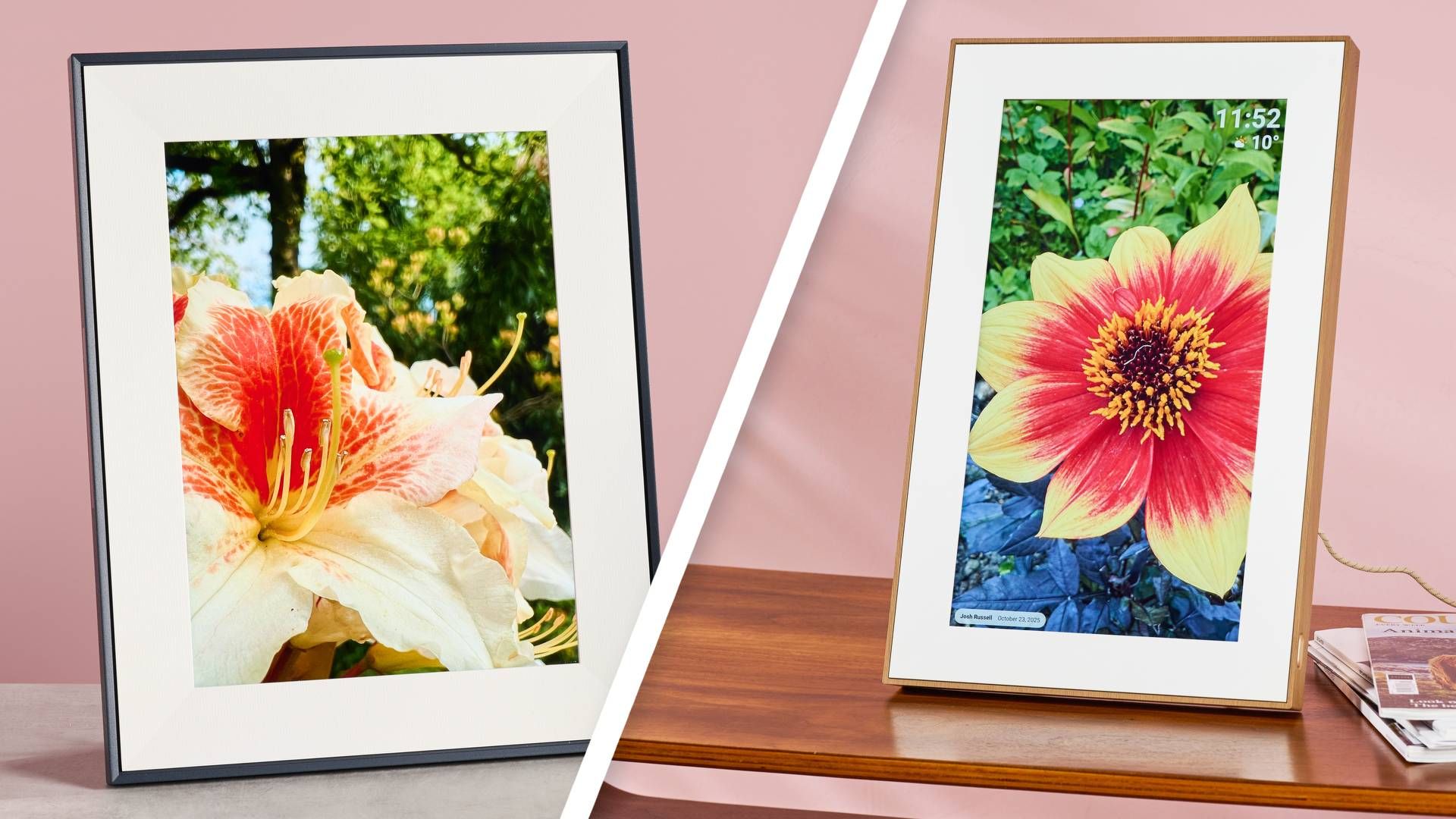 A split image showing the Aura Aspen on the left with a rhododendron on its screen and the Pexar Starlight on the right with a dahlia on its screen.