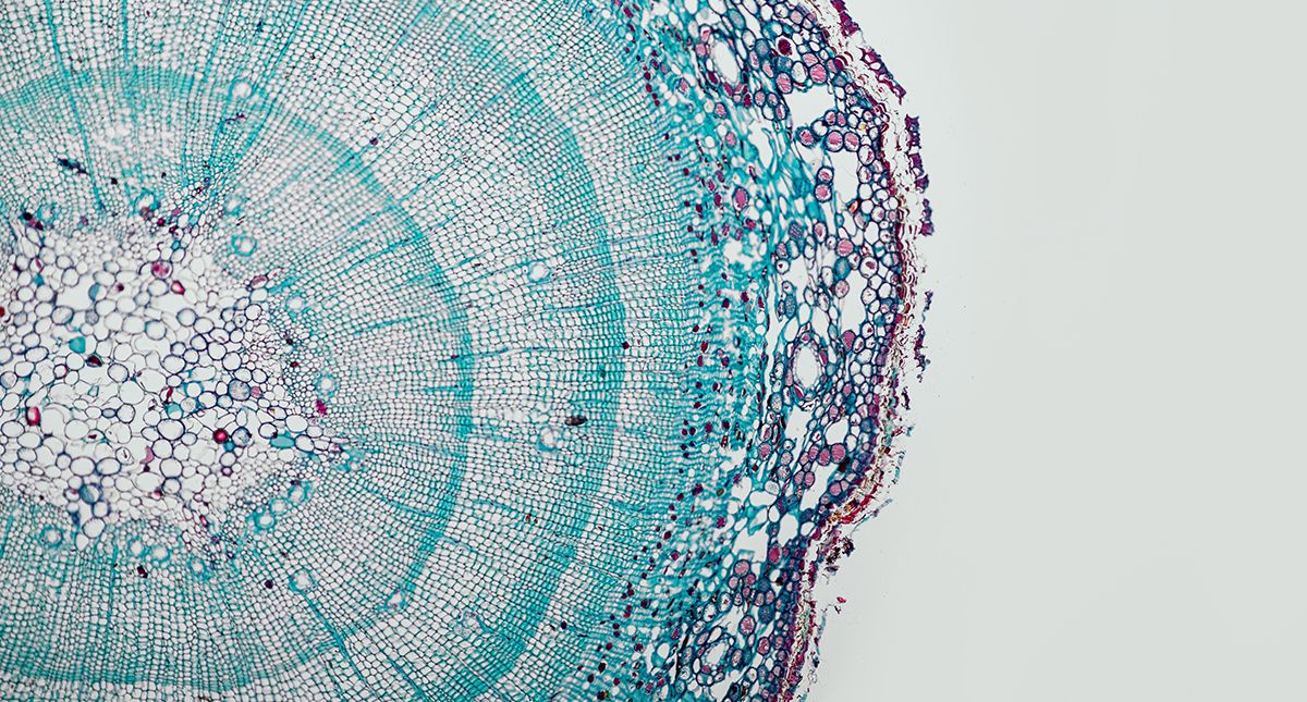 Plant cross section