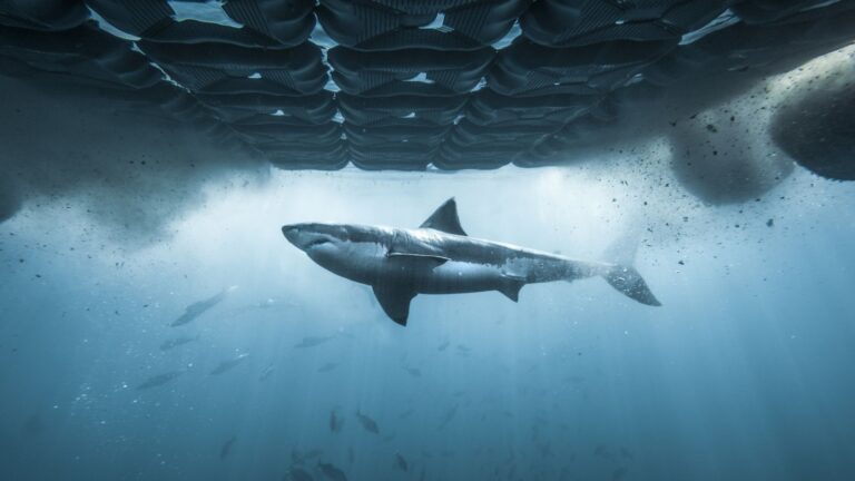 A great white shark swimming past chum island in Chum Island: Catching a Killer