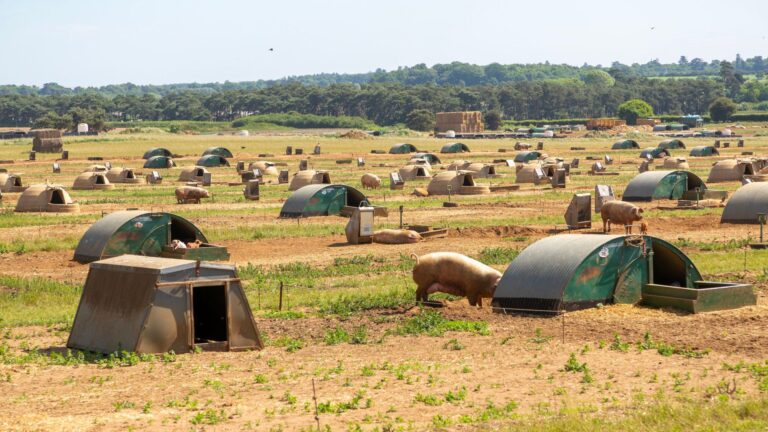 pig farm uk