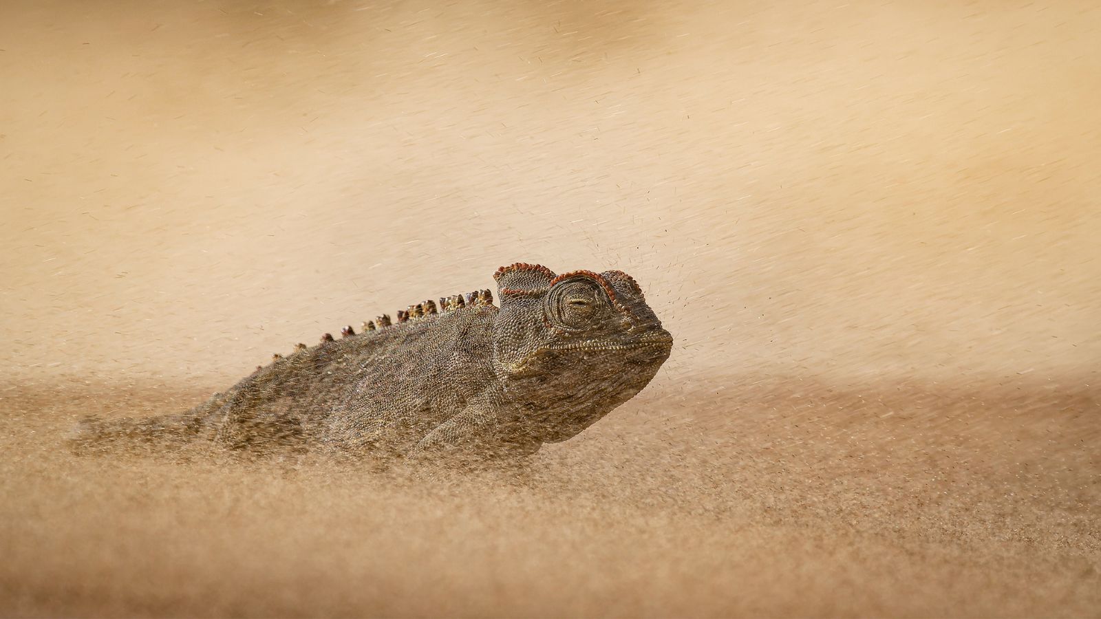 Photograph of a chameleon in a sandstorm