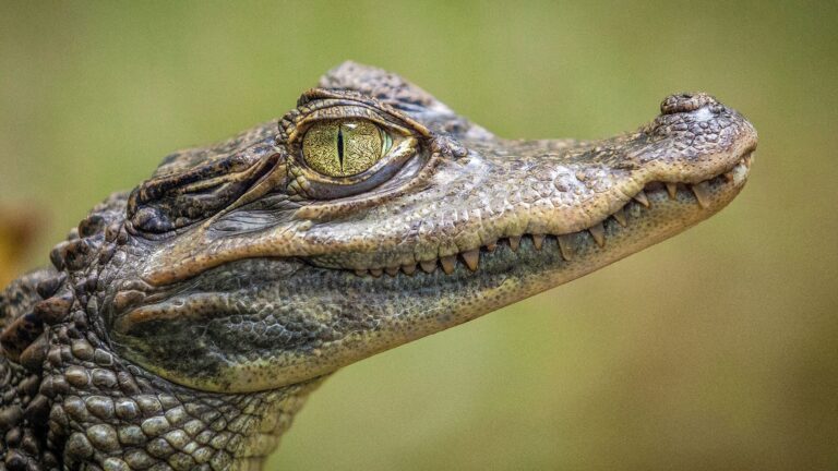 Singapore man faces 10 years in jail for AI crocodile picture that triggered reservoir closure — as police warn against ‘communicating falsehoods’