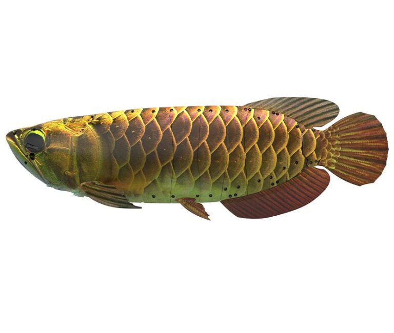 The BG-5 Golden Dragon fish-shaped bionic robot