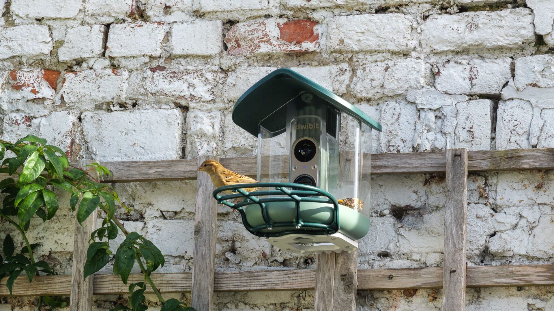 Kiwibit Bird Feeder 2 Pro review: sharp 4K detail, choppy video