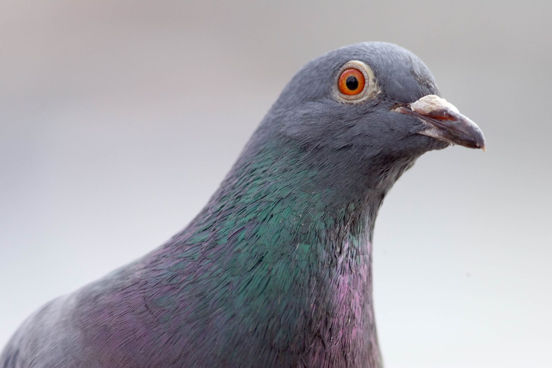 A piece of the world's oddest network deployment has gone up for auction — if you fancy owning a piece of pigeon-powered internet, it can be yours for just $4,000
